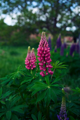 the lupine flowers are blooming in the garden