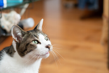 見つめる猫　キジトラ白