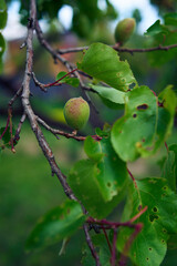 unripe apricot fruits on the tree