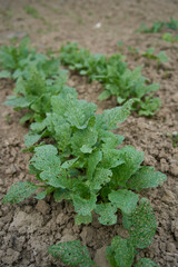 Radish leaves grow in a garden bed at home