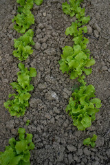 curly lettuce leaves grow in a garden bed at home