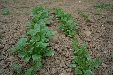Radish leaves grow in a garden bed at home
