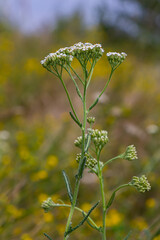 common yarrow achillea millefolium with fly Tachina fera