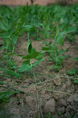 green peas growing in a garden bed at home