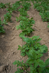  potato bushes grow in open ground