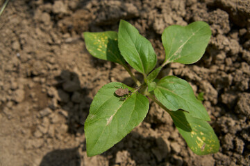 Palomena prasina on a green leaf in the garden