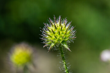 Dipsacus pilosus, Small Teasel. Wild plant shot in summer
