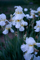 the irises grow in the garden in the evening, blue hour