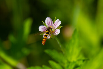 Naklejka premium Siberian geranium Geranium sibiricum grows in summer in the wild