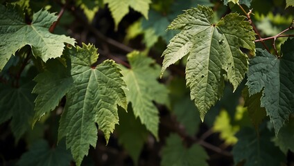Another view of wild grape leaves.