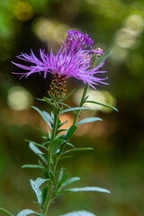 Blooming meadow knapweed, Centaurea jacea, on the meadow