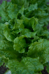 curly lettuce leaves grow in a garden bed at home