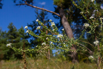 Berteroa incana Alyssum incanum or Hoary alyssum. General view of a group of flowering plants in the wild