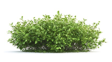 Fototapeta premium Green Shrub Isolated on White Background