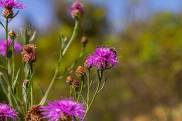Blooming meadow knapweed, Centaurea jacea, on the meadow