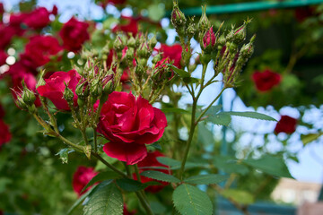 bush red roses in the garden