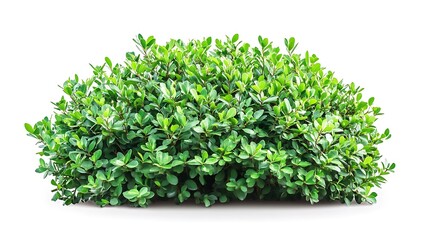 Obraz premium Green Shrub Isolated on White Background