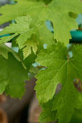 the  green sprouts of grapes on the background of a woodshed