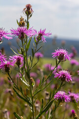 Blooming meadow knapweed, Centaurea jacea, on the meadow