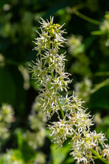 Wild cucumber, Echinocystis lobata white flowers closeup selective focus