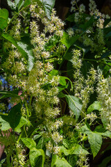 Wild cucumber, Echinocystis lobata white flowers closeup selective focus