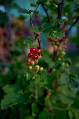 unripe red currant berries in the garden