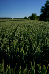 field of green wheat on a summer day