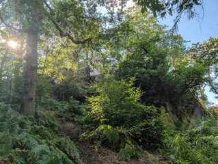 Beautiful forested areas alpine deciduous temperate forests of UK Europe Green Panorama 