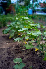 flowers and cucumbers on the garden bed