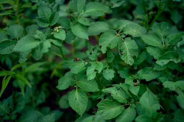 young Colorado potato beetles eat potato leaves