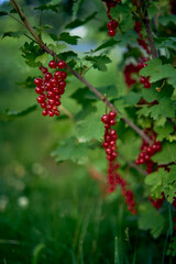 unripe red currant berries in the garden