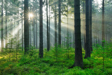 Spruce Tree Forest with Sunbeams through Morning Fog