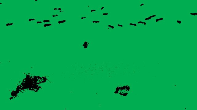 a flock of carpenter ants fighting on green screen animation 