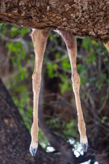 Obraz premium an impala carcass hanging from a tree