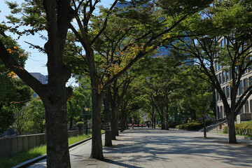 Scenery of central Osaka: tourists gather under a row of trees in an urban park.