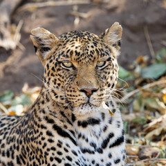 a portrait of a leopardess