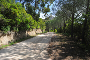 I boschi del Monte Limbara