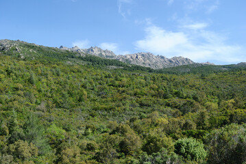 Obraz premium I boschi del Monte Limbara