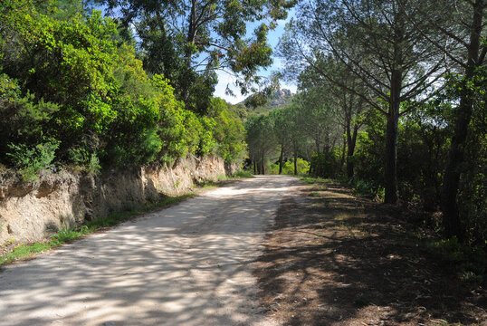 I boschi del Monte Limbara