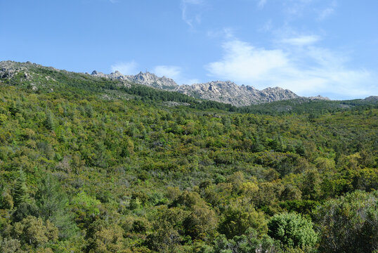 I boschi del Monte Limbara