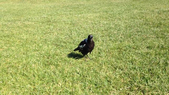 close-up of Magpie at Devonport, New Zealand