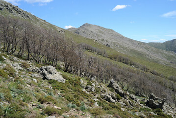 Vedute panoramiche sul sentiero per Punta La Marmora, sui Monti del Gennargentu, sullo sfondo Punta...