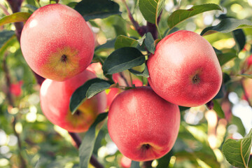 Many colorful ripe juicy apples on a branch in the garden ready for harvest in autumn. Apple orchard