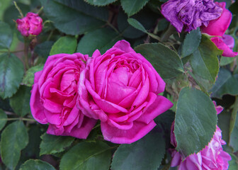 Historical roses Jules Margottin. Beautiful shrub rose