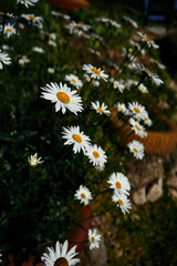 daisies in bright light, texture, background