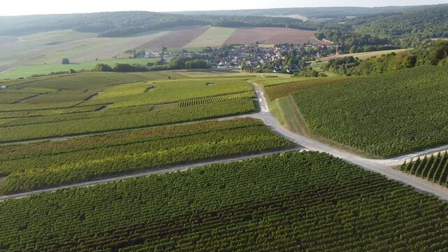 Aerial video, panoramic view of rows of green vineyards on slopes of Champagne region during grape harvest, champagne sparkling wine making in France along Marne River, premier and grand cru vineyards