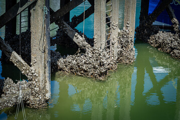 Wild Mussels at Breskens 1 © Paul