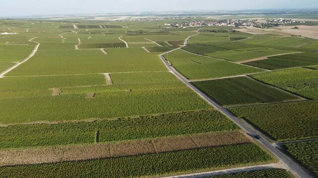 Aerial video, panoramic view of rows of green vineyards on slopes of Champagne region during grape harvest, champagne sparkling wine making in France along Marne River, premier and grand cru vineyards