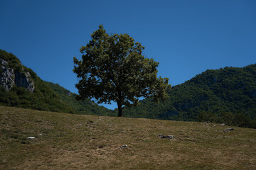Obraz premium a tree on a hillside, a relaxing location overlooking Lake Como