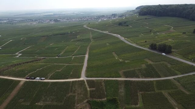 Aerial video, panoramic view of rows of green vineyards on slopes of Champagne region during grape harvest, champagne sparkling wine making in France along Marne River, premier and grand cru vineyards